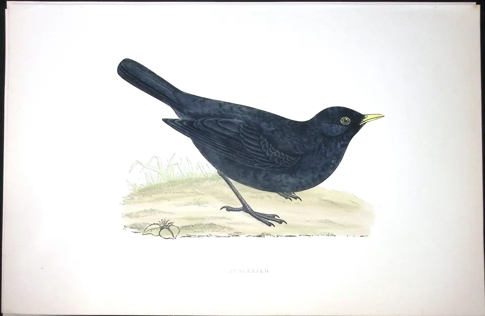 Blackbird Rev Morris Antique History of British Birds 130 Years-Old Engraving-93