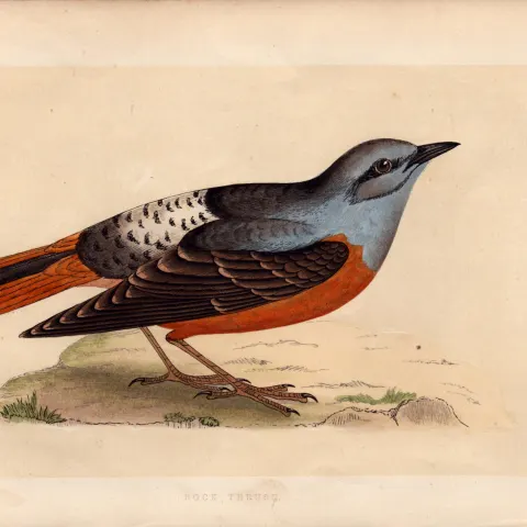 Rock Thrush Rev Morris Antique History of British Birds Engraving.