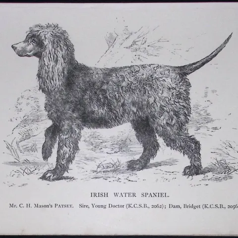 Irish Water Spaniel British Dogs by Hugh Dalziel 1889 Antique Book Plate-34