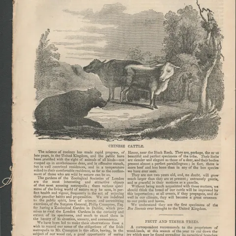 Antique Irish Newspaper 1833 Village of Cushendall Antrim Coast