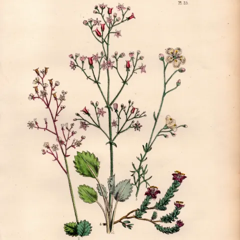 Rare 165-Yr-Old Antique Wildflower Gilt-Edged Illustration Jane Webb Loudon-23.