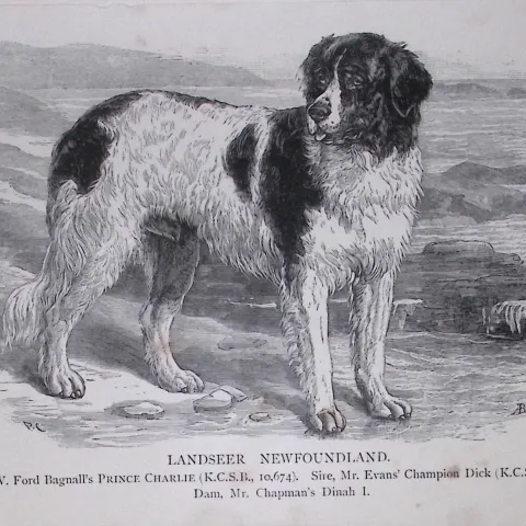 Landseer Newfoundland British Dogs by Hugh Dalziel 1889 Antique Book Plate-47