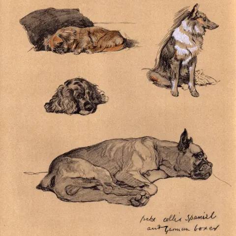 Cecil Aldin Vintage Dog Illustrations Pekes Collies German Boxer-16.