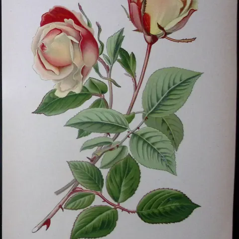 Tea Rose Safrano Edward Step Rare Antique Botanical Book Plate-75