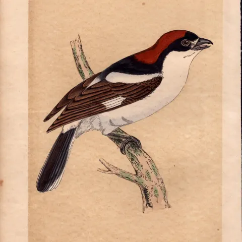 Woodchat Rev Morris Antique History of British Birds Engraving.