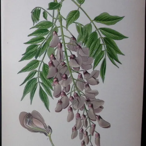 Wistaria Sinensis Edward Step Rare Antique Botanical Book Plate-67