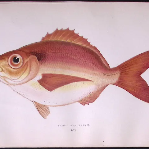 Short Sea Bream Scarce Antique 1877 J. Couch Woodblock Engraving-56