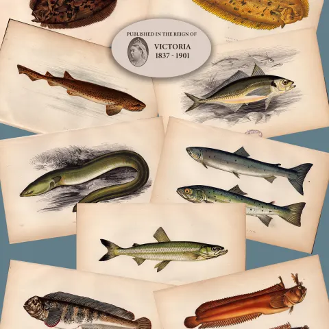 Job-Lot 10 Antique Johnathan Couch Fishes of The British Isles Engravings-2.