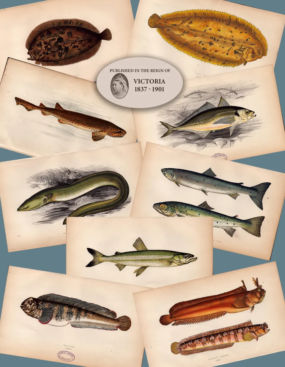 Job-Lot 10 Antique Johnathan Couch Fishes of The British Isles Engravings-2.