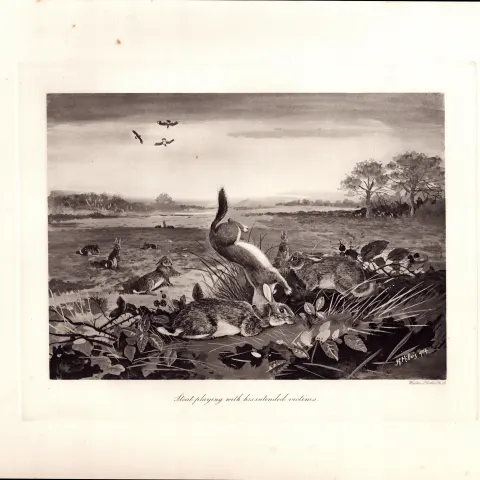 Stoat & Its Intended Victims Rare Limited-Edition J.G. Millais, Antique Print-90.
