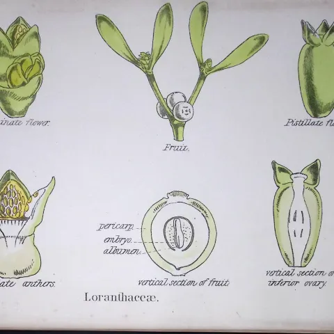 Showy Mistletoe Botanical Flower Diagram Rare Antique First Edition Illustration-41