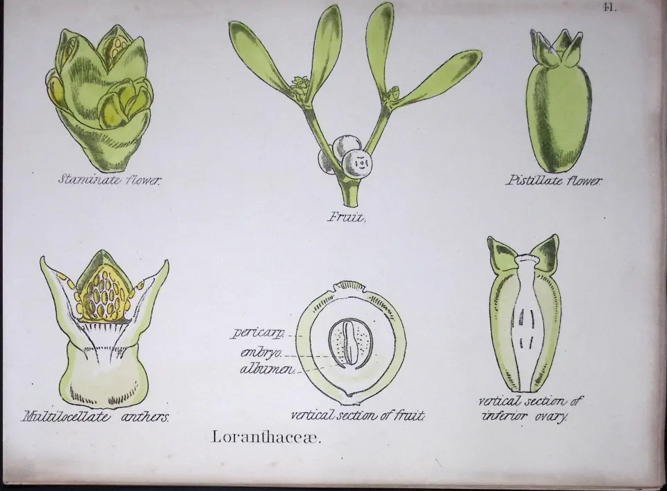 Showy Mistletoe Botanical Flower Diagram Rare Antique First Edition Illustration-41