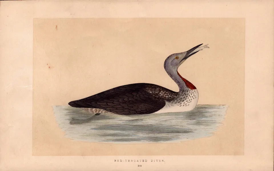 Red Throated Diver Rev Morris Antique History of British Birds Engraving.