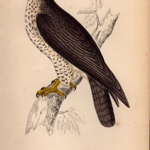 Buzzard Rev Morris Antique 1888 History of British Birds Engraving-4.
