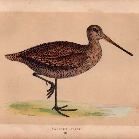 Sabine’s Snipe Rev Morris Antique History of British Birds Engraving.