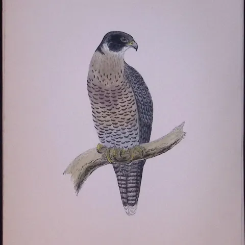 Peregrine Falcon Rev Morris Antique History of British Birds 130 Years-Old Engraving-21