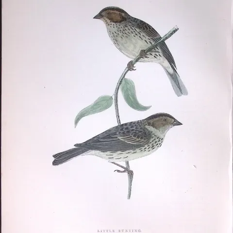 Little Bunting Rev Morris Antique History of British Birds 130 Years-Old Engraving-188