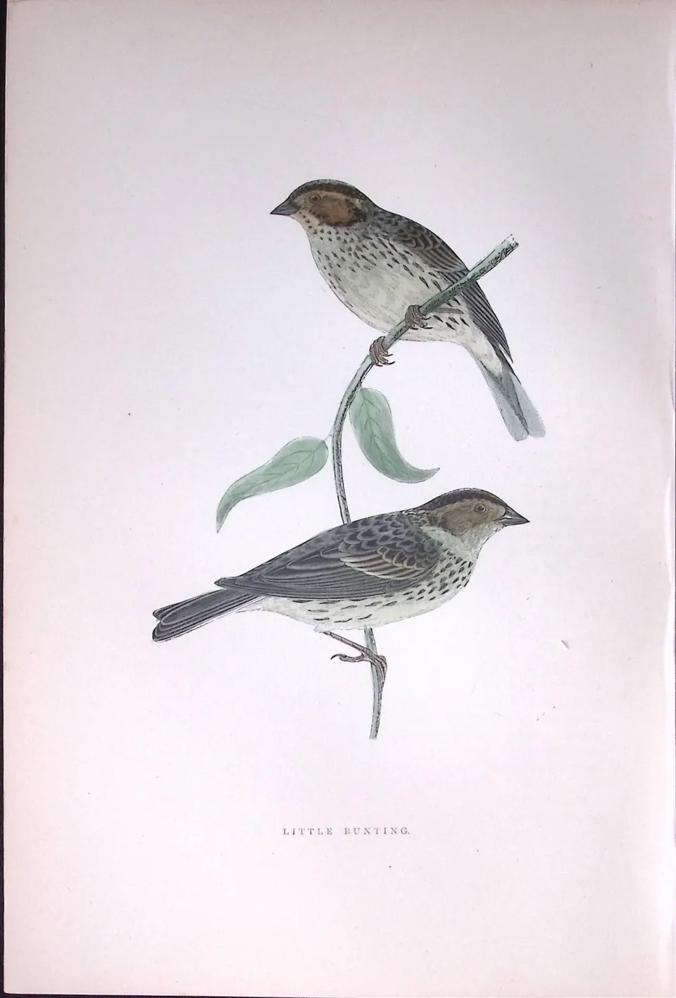 Little Bunting Rev Morris Antique History of British Birds 130 Years-Old Engraving-188