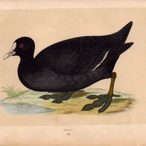 Coot  Rev Morris Antique History of British Birds Engraving.
