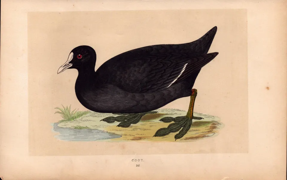 Coot  Rev Morris Antique History of British Birds Engraving.