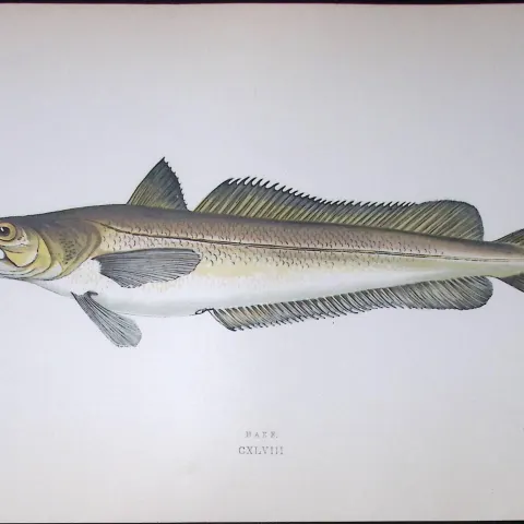 Hake Fish Scarce Antique 1877 J. Couch Woodblock Engraving-18