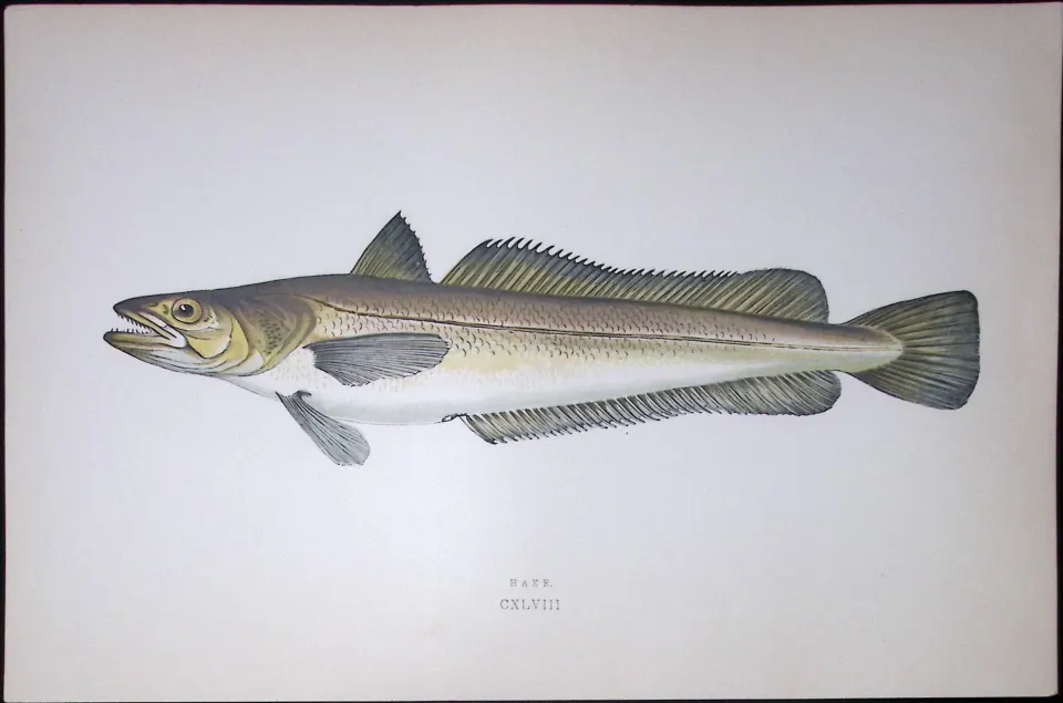 Hake Fish Scarce Antique 1877 J. Couch Woodblock Engraving-18