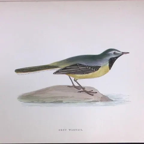 Grey Wagtail Rev Morris Antique History of British Birds 130 Years-Old Engraving-166