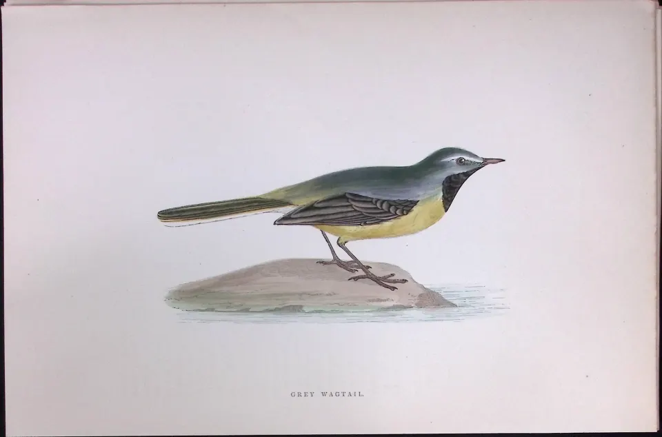 Grey Wagtail Rev Morris Antique History of British Birds 130 Years-Old Engraving-166