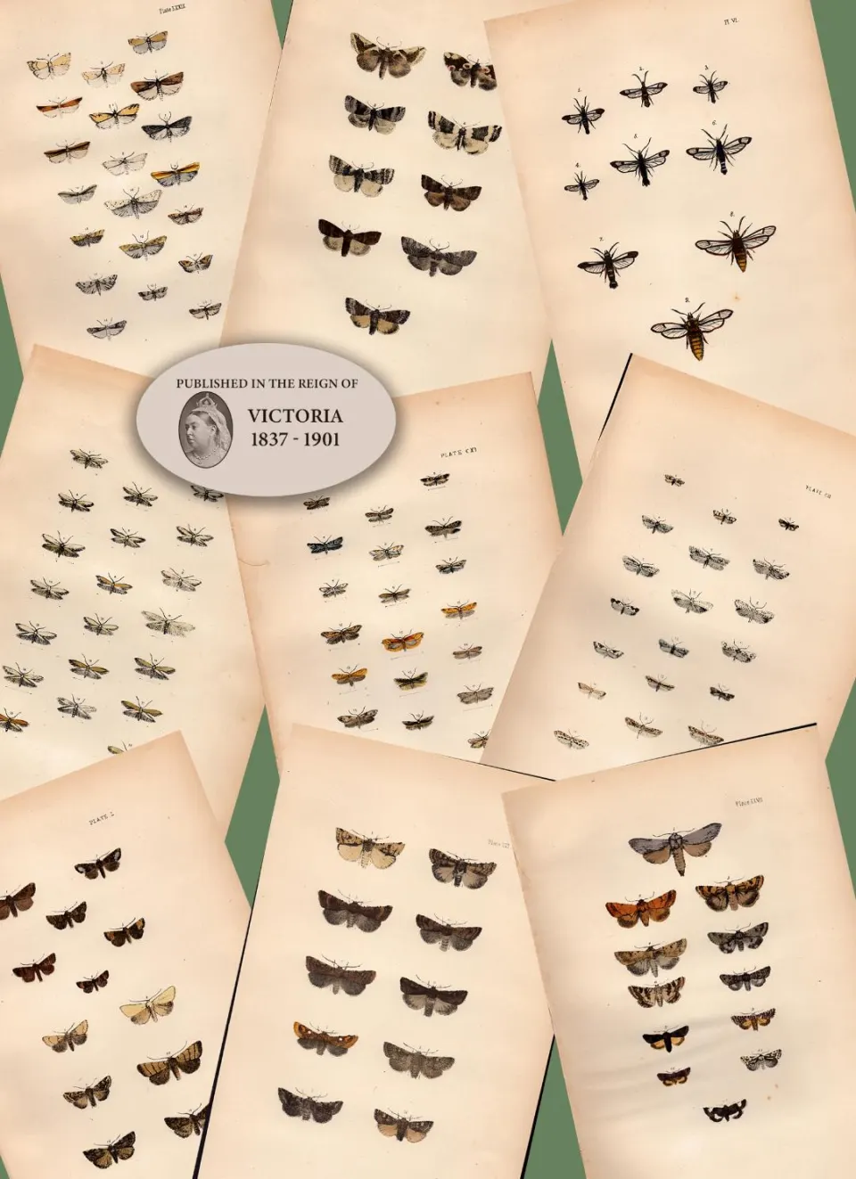 Job Lot Rev Morris British Moths 1896 Antique Hand-Coloured Lithographs -2.