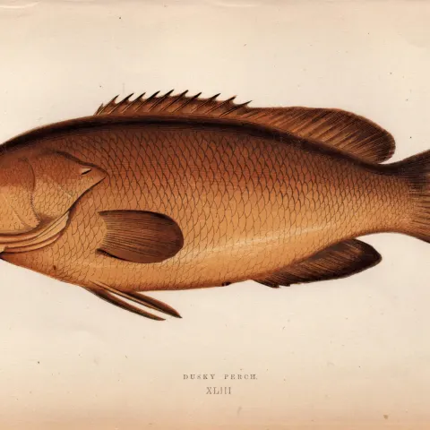 Dusky Perch 1869 Antique Johnathan Couch Coloured Engraving.