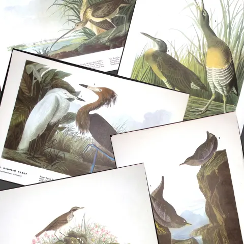 Job-Lot John James Audubon Birds of America 72-Year-Old Coloured Book Plates-16