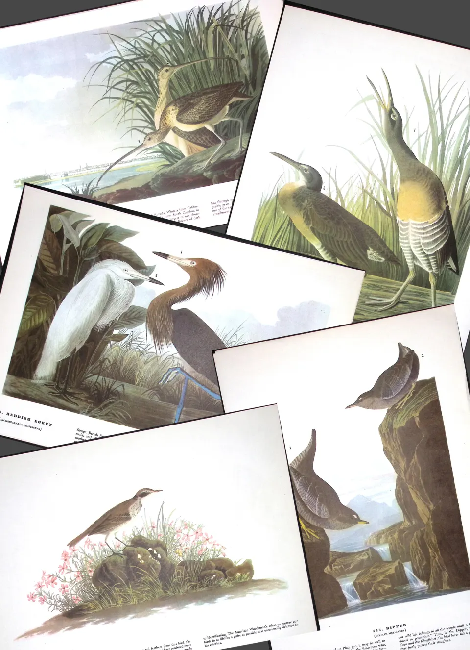 Job-Lot John James Audubon Birds of America 72-Year-Old Coloured Book Plates-16