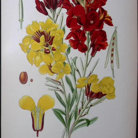 Wallflower Edward Step Rare Antique Botanical Book Plate-23