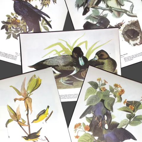 Job-Lot John James Audubon Birds of America 72-Year-Old Coloured Book Plates-28