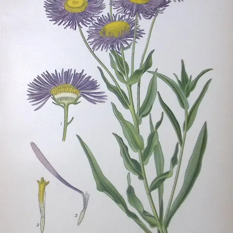 Showy Fleabane Edward Step Rare Antique Botanical Book Plate-134