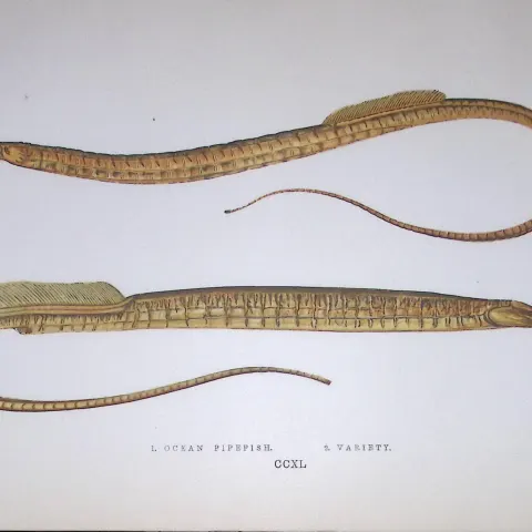 Ocean & Variety Pipefish Fish Scarce Antique 1877 J. Couch Woodblock Engraving-150