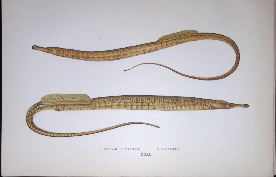 Ocean & Variety Pipefish Fish Scarce Antique 1877 J. Couch Woodblock Engraving-150