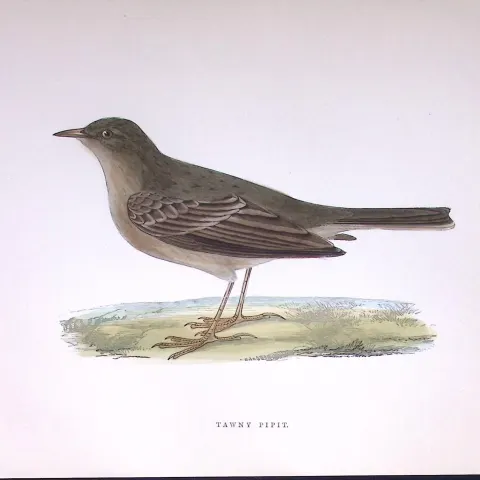Tawny Pipit Rev Morris Antique History of British Birds 130 Years-Old Engraving-170