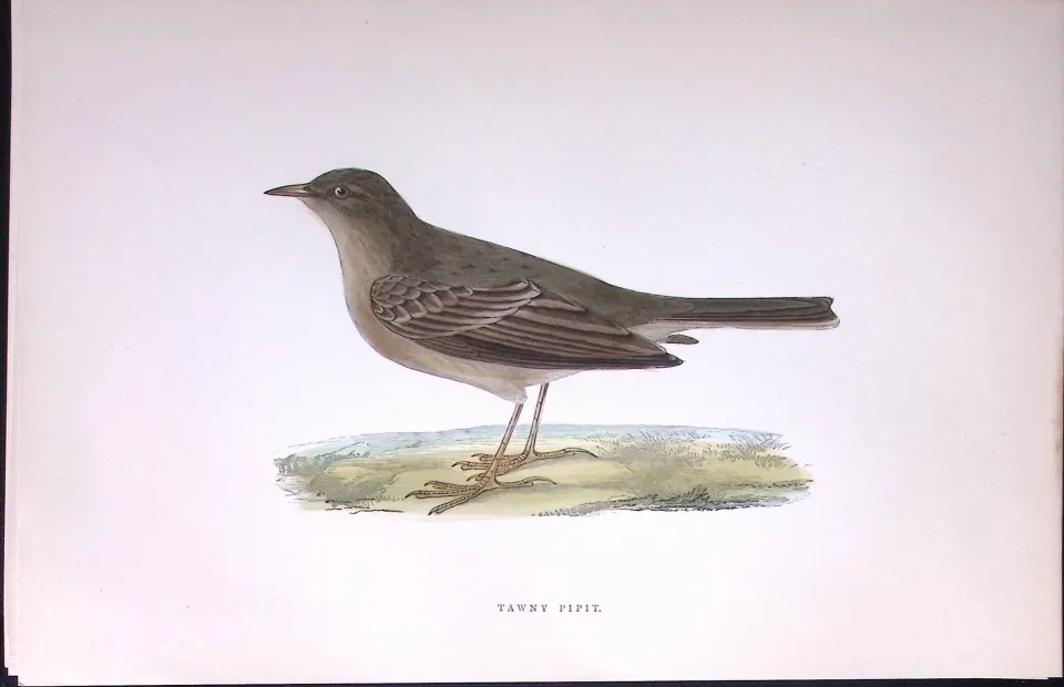 Tawny Pipit Rev Morris Antique History of British Birds 130 Years-Old Engraving-170