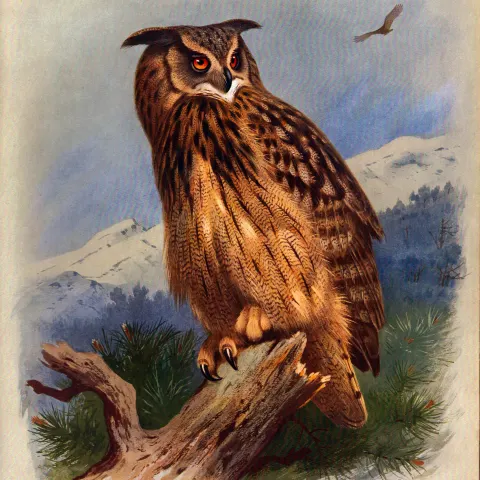 Thorburn Antique Scarce 2nd Edition Bird Print The Majestic Eagle Owl-28.