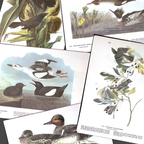Job-Lot John James Audubon Birds of America 72-Year-Old Coloured Book Plates-14