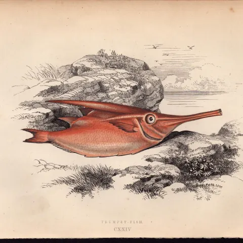 Trumpet Fish Antique Johnathan Couch Coloured Fish Engraving.