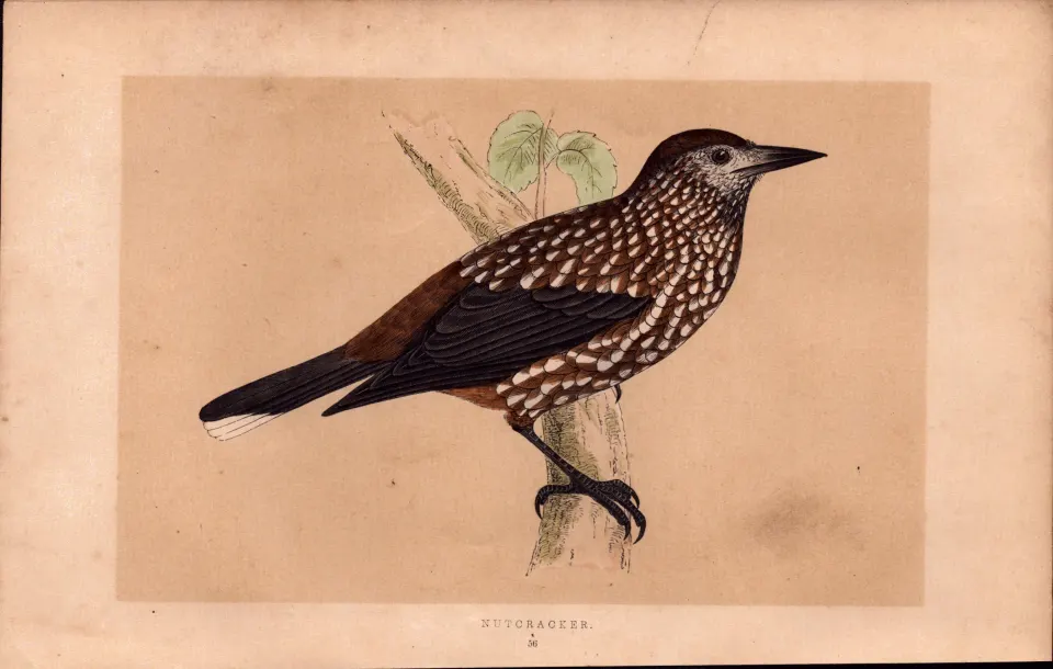 Nutcracker Rev Morris Antique History of British Birds 170 Years-Old Engraving.