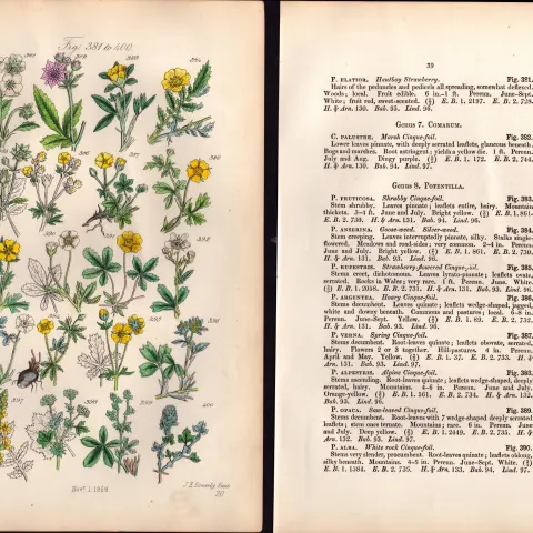 Sowerby Antique Hautboy Strawberry, Spring Cinquefoil, Agrimony -20 Set-2.