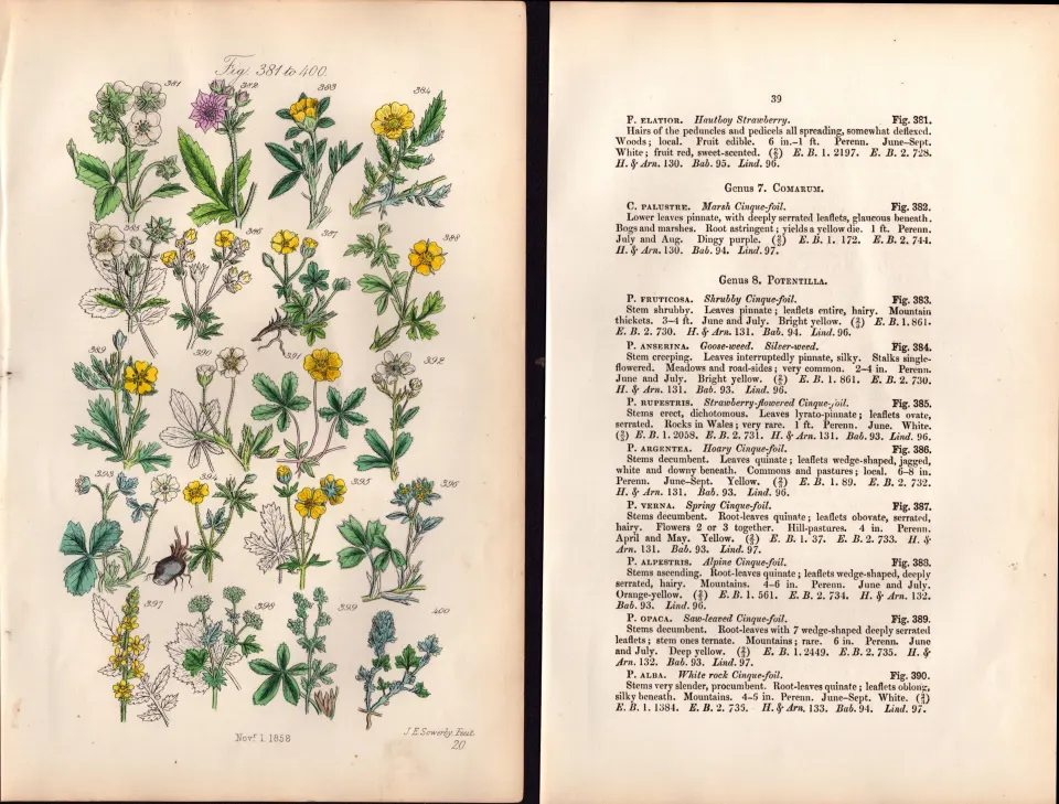 Sowerby Antique Hautboy Strawberry, Spring Cinquefoil, Agrimony -20 Set-2.
