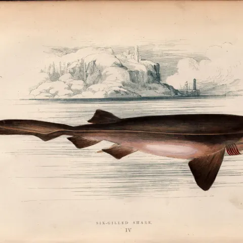 Six-Gilled Shark Antique 1869 Johnathan Couch Coloured Engraving.