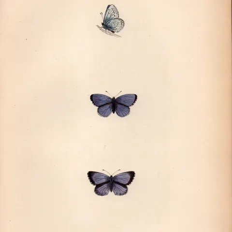 Holly Blue Hand Coloured Antique Butterfly Plate Rev Morris-164.