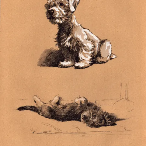 Cecil Aldin 1934 Vintage Dog Illustrations Rough Daschund Puppy-15.