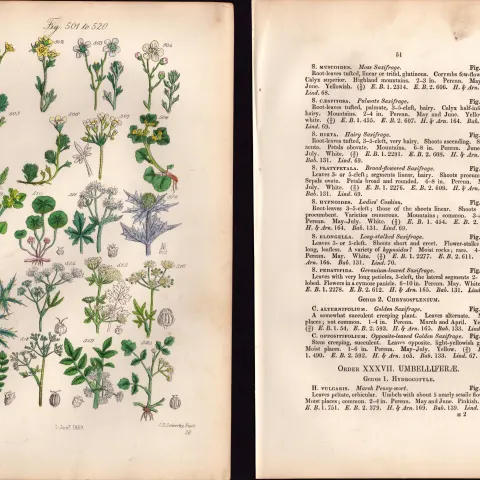 Sowerby Antique Saxifrage, Water Hemlock, Corn Parsley,-26--Set-2.