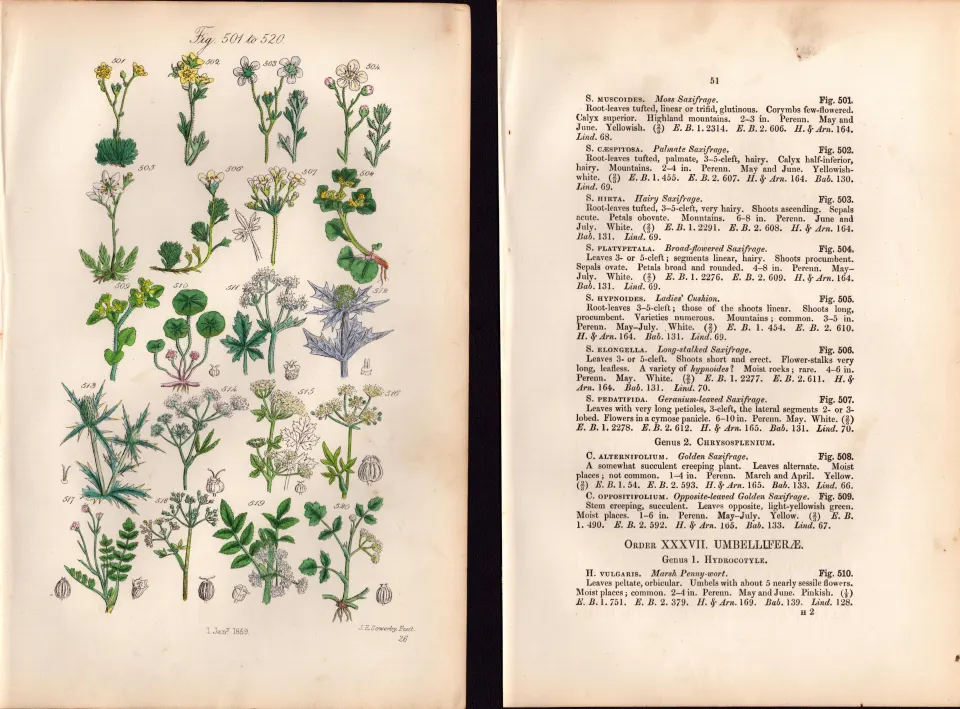 Sowerby Antique Saxifrage, Water Hemlock, Corn Parsley,-26--Set-2.